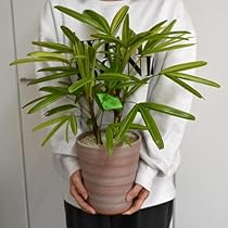 観音竹。観葉植物。鉢ごと無料で発送致します。 観音竹。観葉植物 。鉢ごと無料で発送致します。 - メルカリ